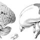 Image for article titled Crows could be the key to understanding alien intelligence
